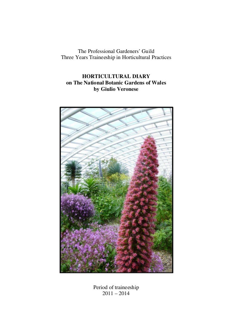 Budlei: cultivation in the central strip of Russia Budlei: cultivation in the central strip of Russia